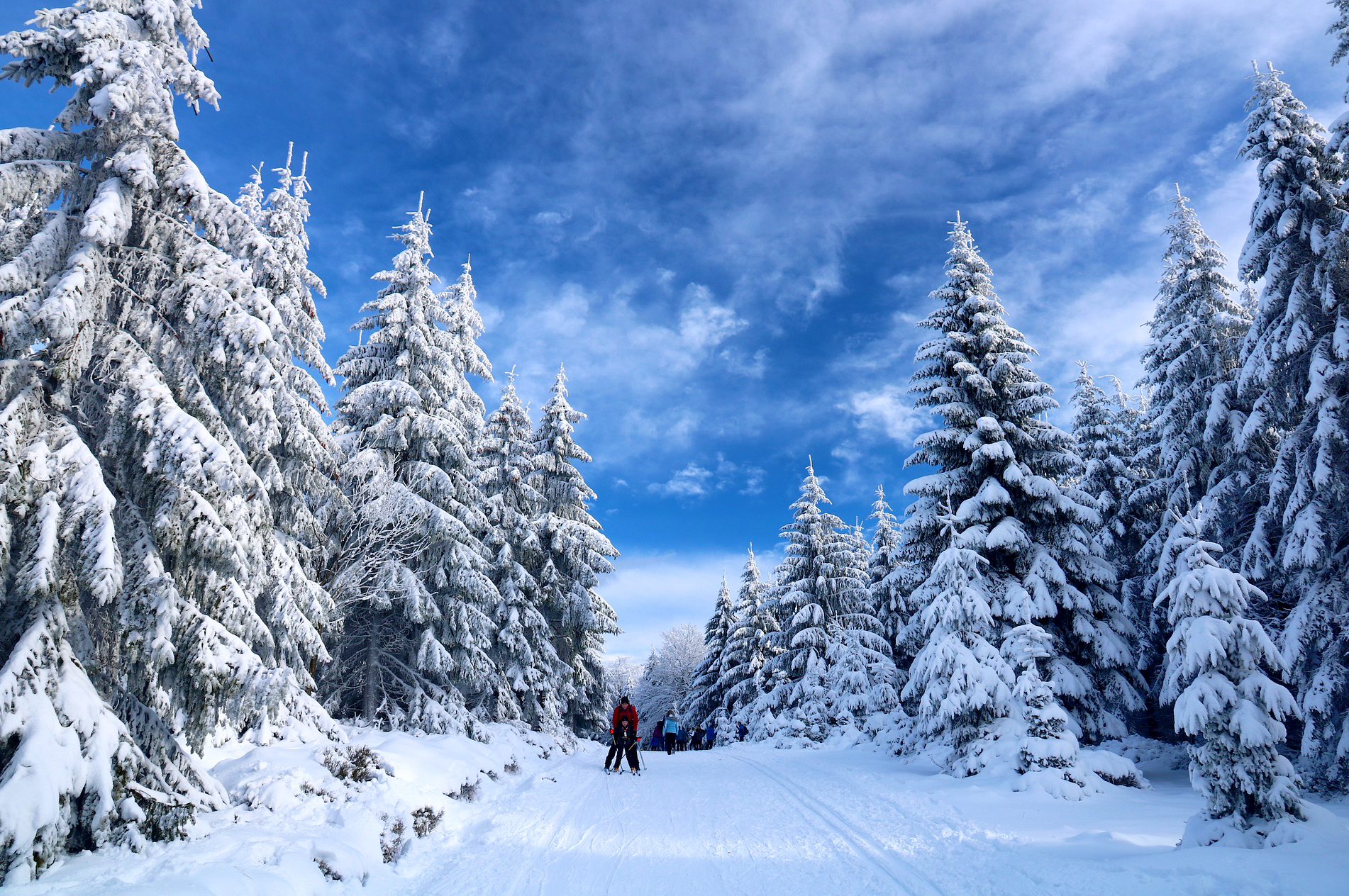 EIn Waldspaziergang im Winter stärkt das Immunsystem